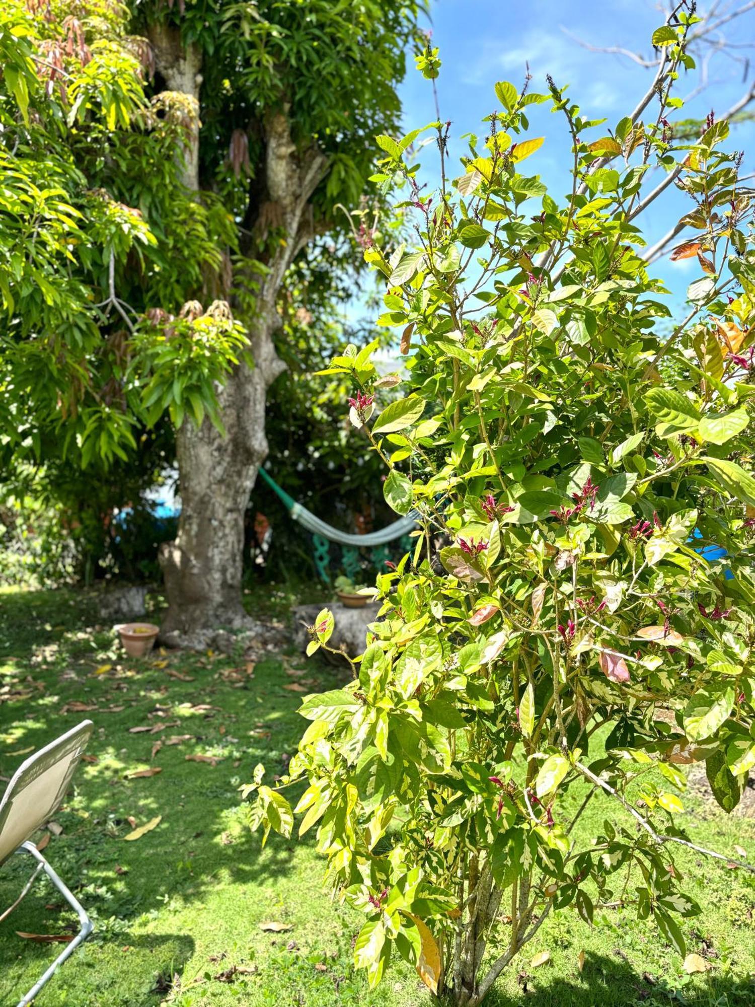 La Maison Creole Du Flamboyant - Proche Des Plages Anse-Bertrand Dış mekan fotoğraf